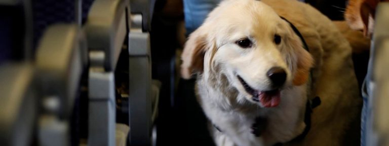 pet-air-travel-safety-kcvma