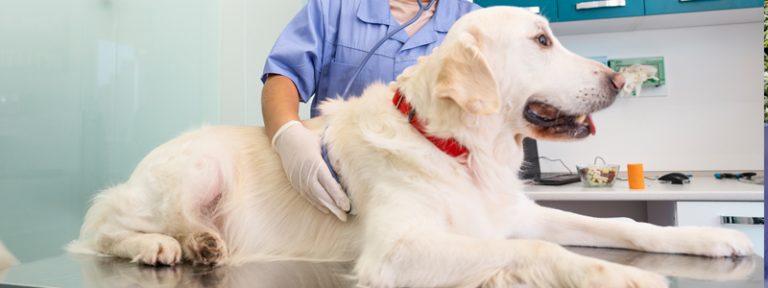 researchers-develop-new-method-for-detecting-chronic-gi-disease-in-dogs